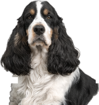 Parti-coloured Cocker Spaniel